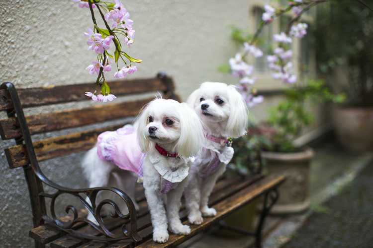 ベンチにいる2匹の犬