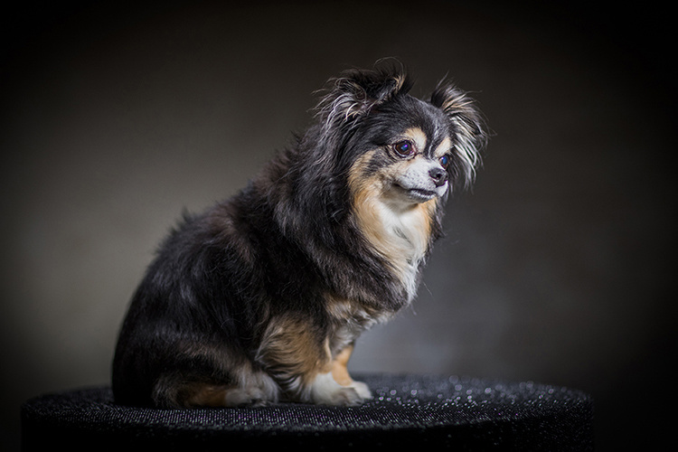 ソファーでポーズを取る犬の横顔