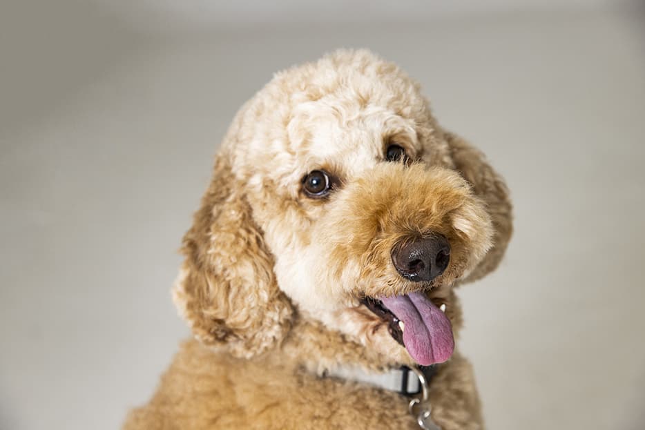 大きな茶色の犬