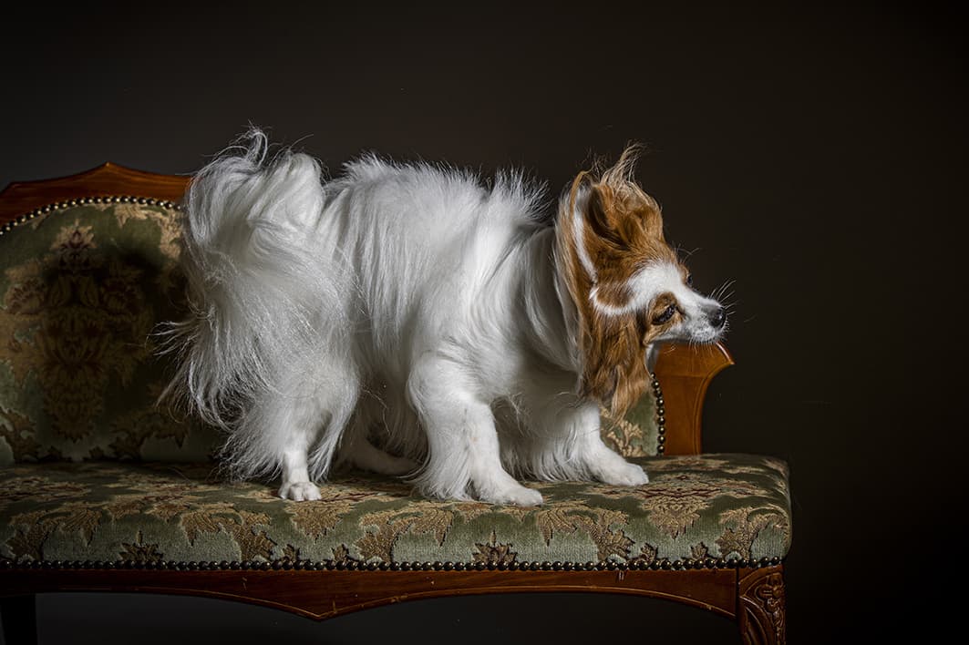 大きな茶色の犬