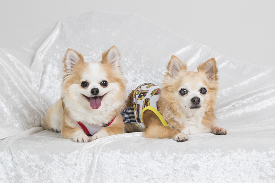 白い布に座る2匹の犬
