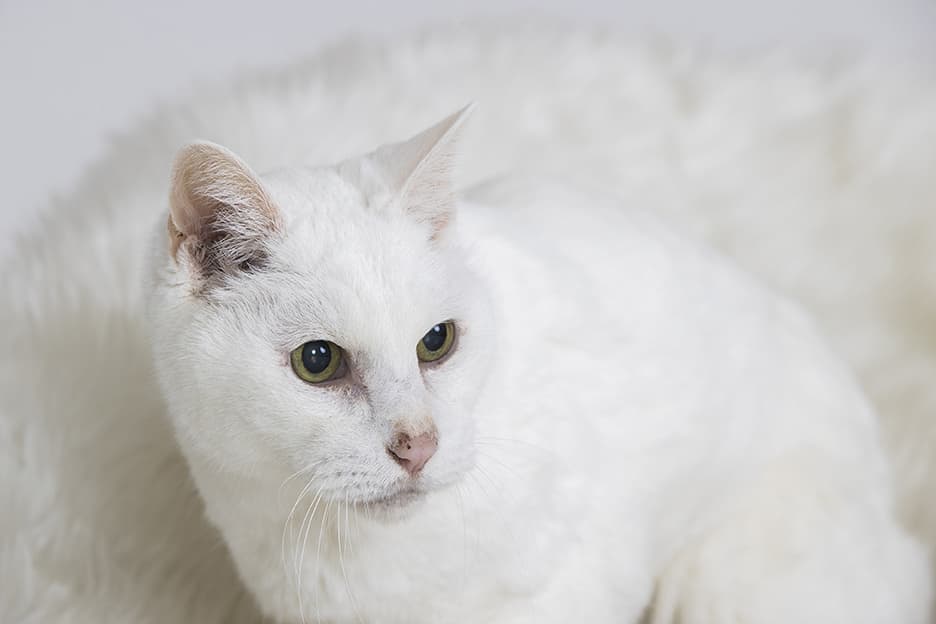 白い猫